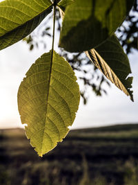 Close-up of leaves on plant during autumn