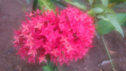 Close-up of pink flowers blooming outdoors