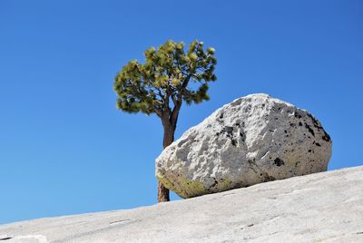 Tree and stone 