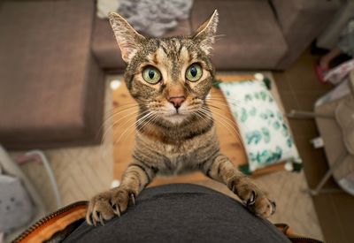 Portrait of tabby cat sitting at home