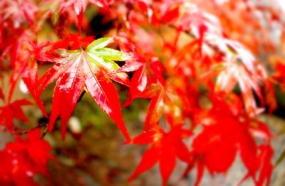Close-up of red maple leaves