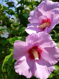 Close-up of pink flower