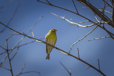 Low angle view of bird perching on branch against sky