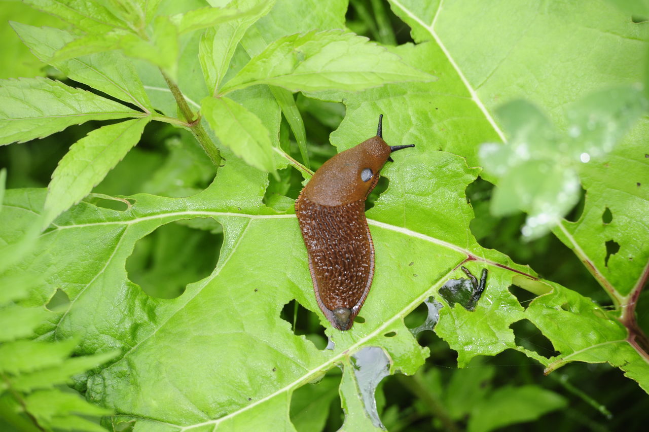 CLOSE-UP OF SNAIL ON GREEN LEAF