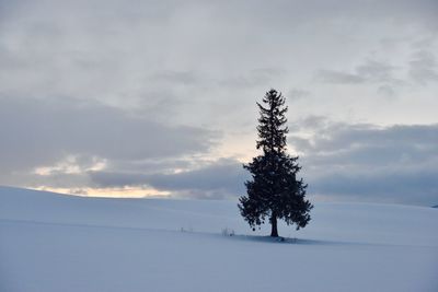 Pine tree on snow covered field against sky