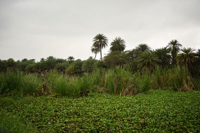 Palm trees on field against sky