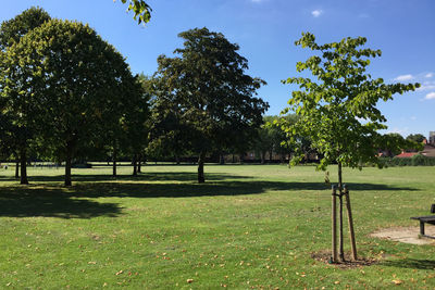 Trees in park