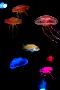 Close-up of jellyfish in sea