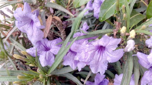 Close-up of purple flowers blooming outdoors