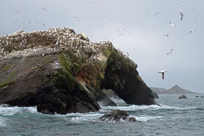 View of birds flying over sea