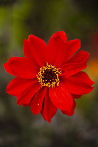 Close-up of red flower