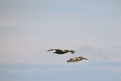 Low angle view of seagulls flying