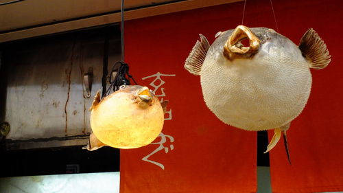 Low angle view of fugu lanterns hanging at restaurant