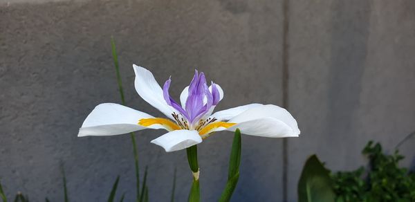 Close-up of white iris flower