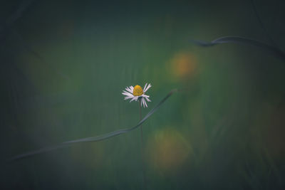 White flowering plant