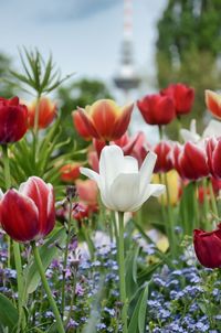 Close-up of red tulips in field