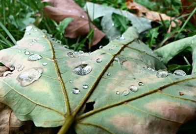 Close-up of leaf