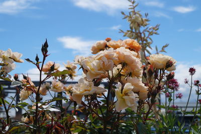 Close-up of white flowering plants against sky