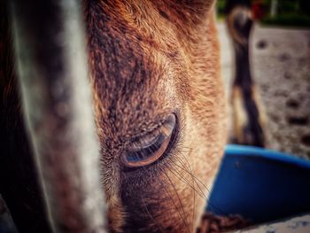 Close-up of a goat