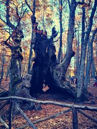 Trees in forest