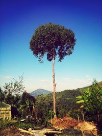 Trees on landscape against blue sky