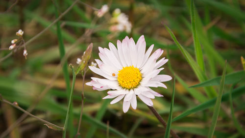 Close-up of daisy blooming outdoors