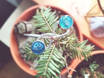 Close-up of christmas tree on plant