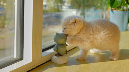 Close-up of little kitten plays with a toy on the window sill