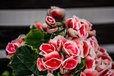 Close-up of red roses