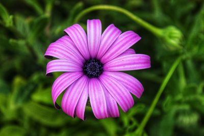 Close-up of purple flower