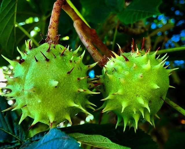 animal themes, animals in the wild, one animal, wildlife, close-up, insect, green color, leaf, nature, focus on foreground, growth, beauty in nature, plant, tree, day, selective focus, no people, outdoors, natural pattern, branch