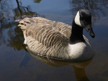 Close-up of a duck swimming in lake