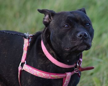 Close-up of black dog