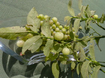 High angle view of grapes growing on plant