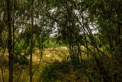 Trees on grassy field