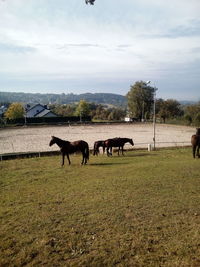Horses grazing in field against sky