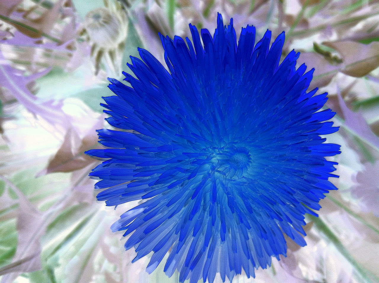 CLOSE-UP OF BLUE FLOWER