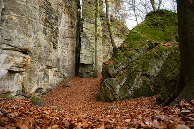 Devil gorge  eifel, teufelsschlucht  mighty boulders canyon, hiking trail germany, rock formation
