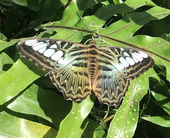 Close-up of butterfly perching on leaves