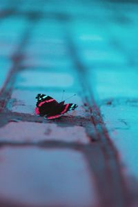 Close-up of insect on red surface