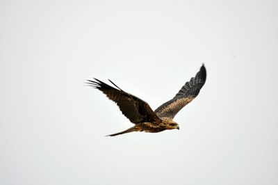 Close-up of bird flying against clear sky