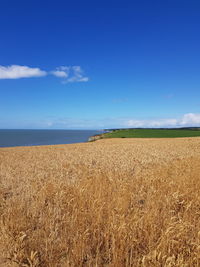 Scenic view of agricultural field against blue sky