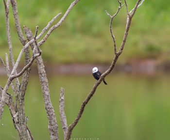 Close-up of insect on plant