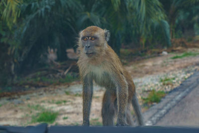 Portrait of monkey on land