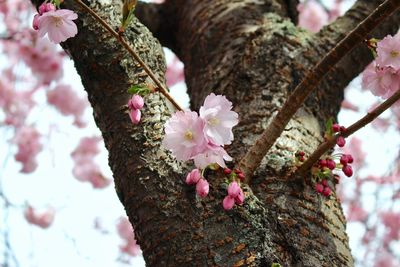 Close-up of pink cherry blossom tree