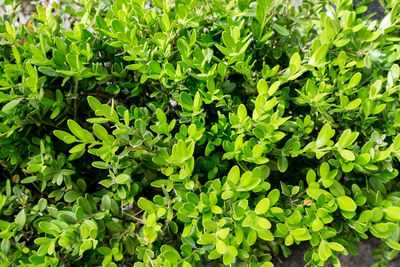 Full frame shot of plants