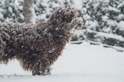 Dog on snow covered land