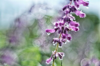 Close-up of pink flowering plant