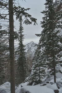 Snow covered pine trees in forest against sky