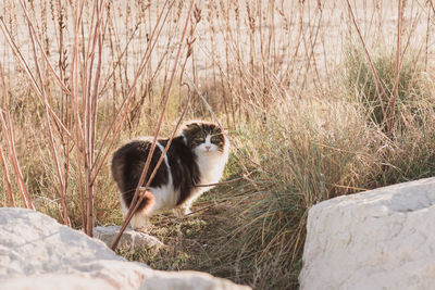 Cat looking away on rock